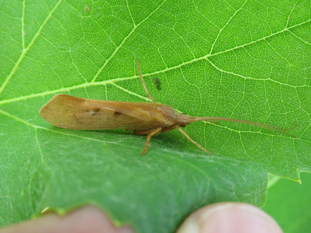 Limnephilus sp. (Limnephilidae)